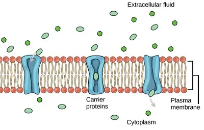 Illustration carrier - Image 2