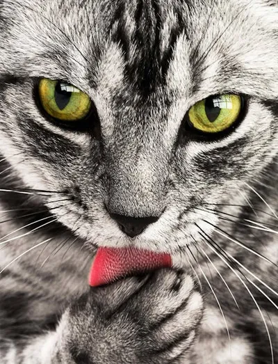 Illustration licked - Image 2