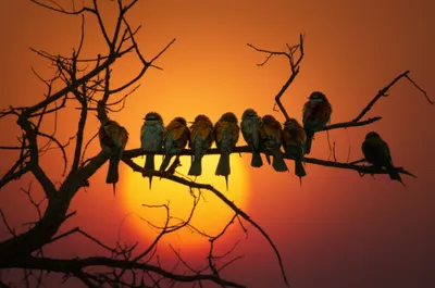 Illustration roosting