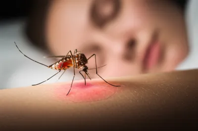 Illustration bloodsucker - Image 1