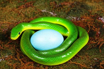 Illustration coiling - Image 1