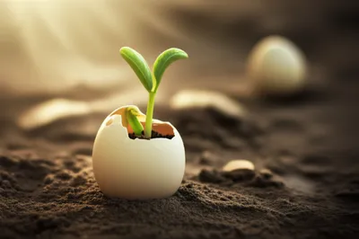 Illustration naissant - Image 1