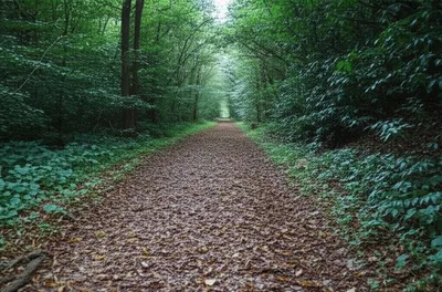 Illustration unfrequented