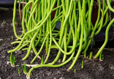 Hình ảnh minh họa stools - Ảnh 1