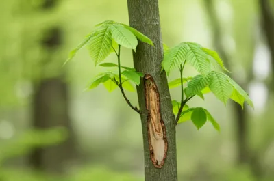 Illustration scarring - Image 1