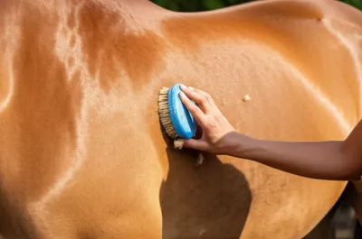 Illustration curried - Image 1