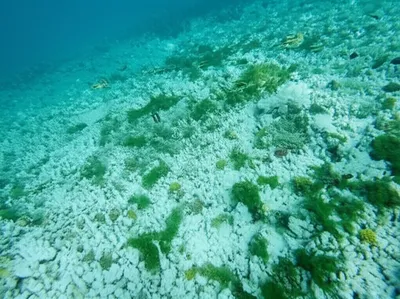 Illustration degradation - Image 1