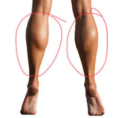 Illustration calf - Image 2