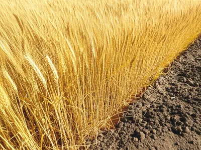 Illustration unground - Image 1