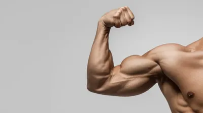 Illustration triceps