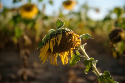 Illustration abrading - Image 1