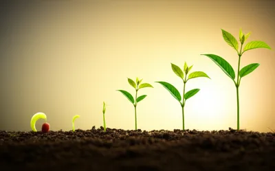 Illustration developed - Image 1