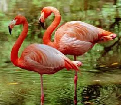 Illustration flamingo - Image 2