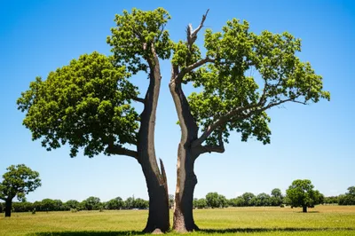 Illustration crippled - Image 1