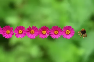 Illustration regularity