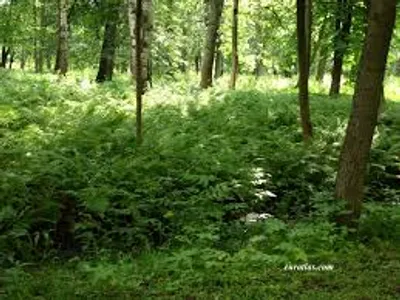 Illustration undergrowth - Image 2