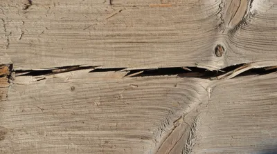 Illustration shive - Image 1