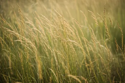 Illustration fescue - Image 1