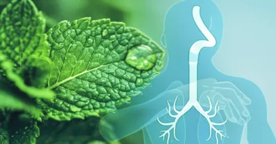 Illustration menthol