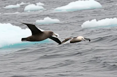 Illustration nelly - Image 1