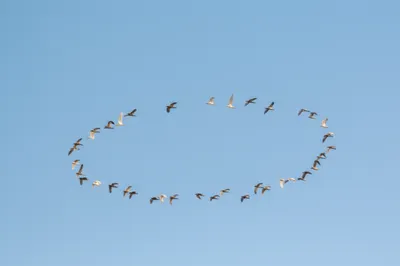 Illustration wheeled - Image 1