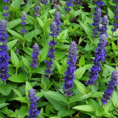 Illustration bugles - Image 1