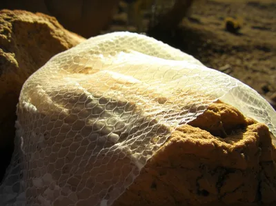 Illustration slough - Image 1