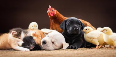 Illustration bbs - Image 1