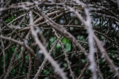 Illustration crabbed - Image 1