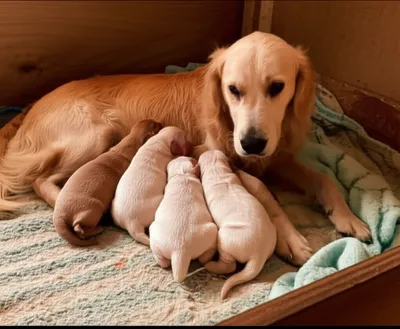 Illustration litters - Image 1