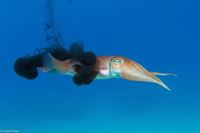 Illustration inking - Image 1