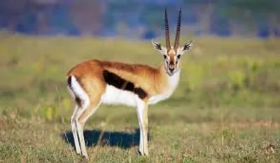 Illustration gazelle - Image 2