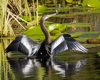 Illustration anhingas - Image 2