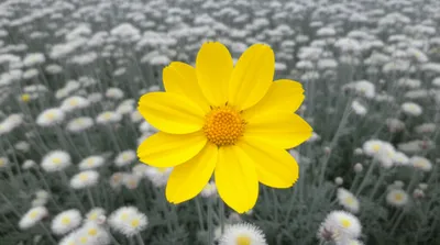 Illustration projecting - Image 1