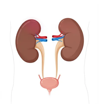 Illustration renal - Image 1