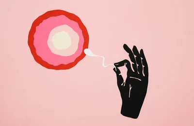 Illustration fertilisation - Image 2