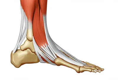 Illustration feet - Image 1