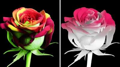 Illustration denature