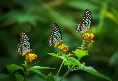 Hình ảnh minh họa commanders - Ảnh 1