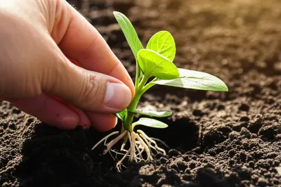 Illustration planted - Image 1