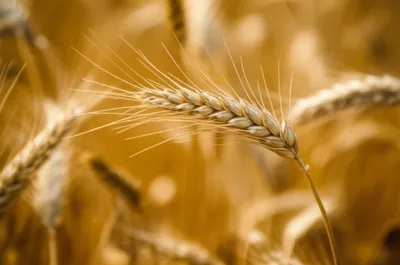 Illustration ail - Image 1