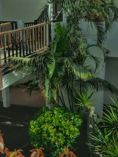 Illustration fronds - Image 2