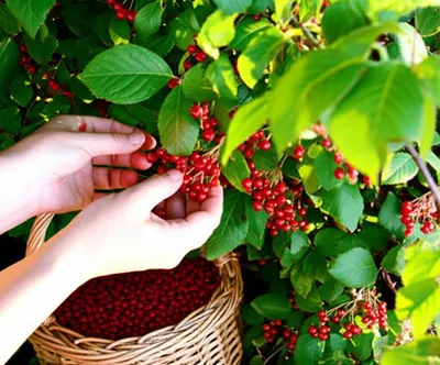 Illustration berried - Image 1