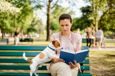 Illustration pestering - Image 1