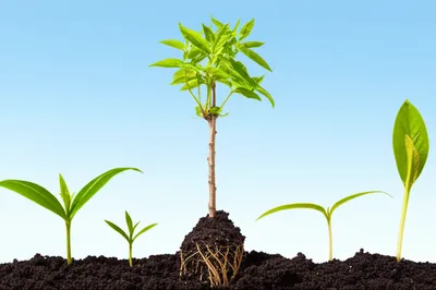 Illustration augment - Image 1