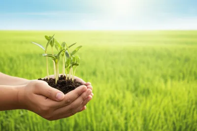 Illustration moulds - Image 1