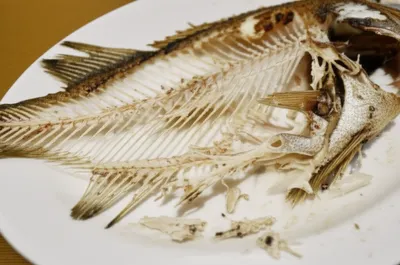 Illustration fishbone - Image 1