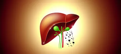 Illustration livers - Image 1