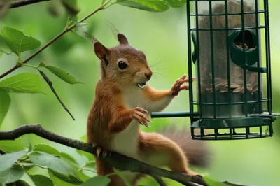 Illustration clipping - Image 1