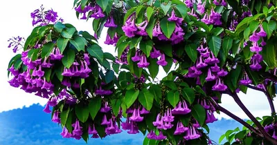 Hình ảnh minh họa paulownia - Ảnh 1